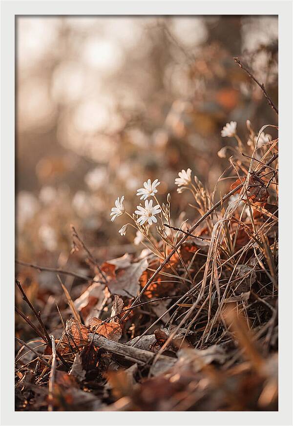 Greater Stitchwort Blossoms