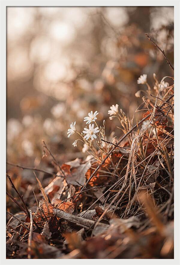 Greater Stitchwort Blossoms