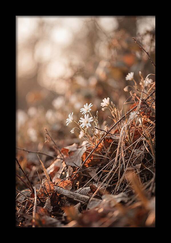 Greater Stitchwort Blossoms