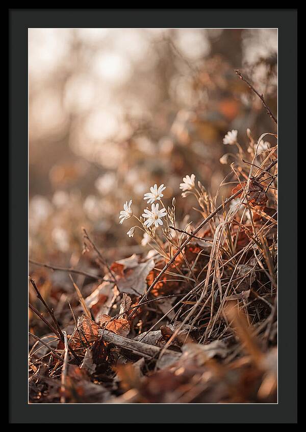 Greater Stitchwort Blossoms