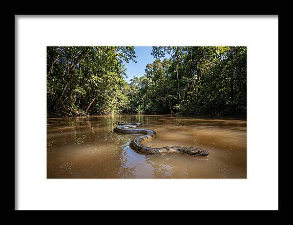Green Anaconda Gliding Through Water