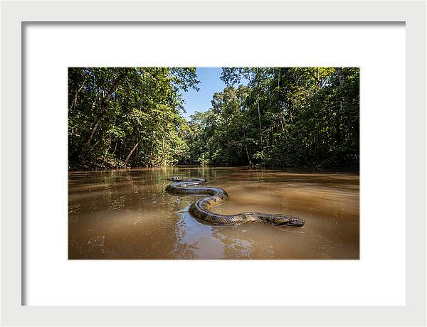 Green Anaconda Gliding Through Water