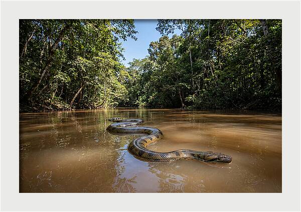 Green Anaconda Gliding Through Water