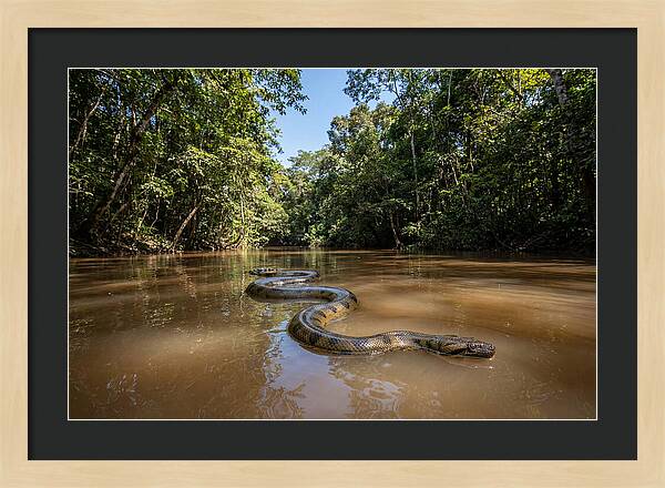 Green Anaconda Gliding Through Water
