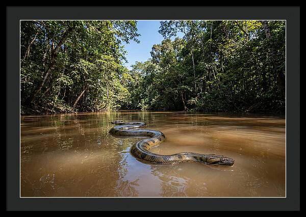 Green Anaconda Gliding Through Water