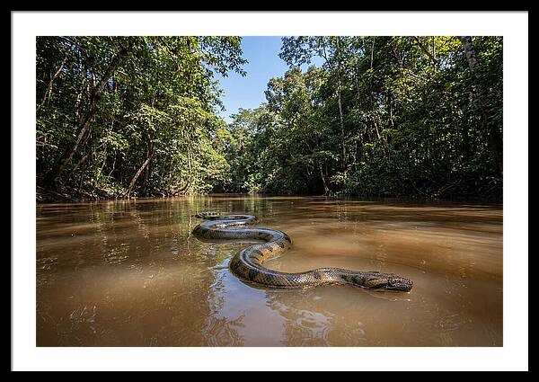 Green Anaconda Gliding Through Water