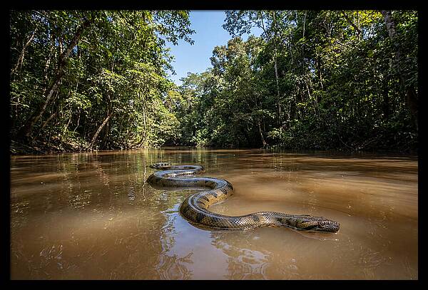 Green Anaconda Gliding Through Water