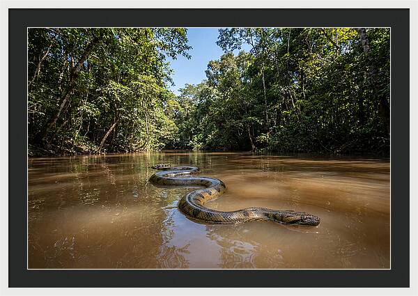 Green Anaconda Gliding Through Water
