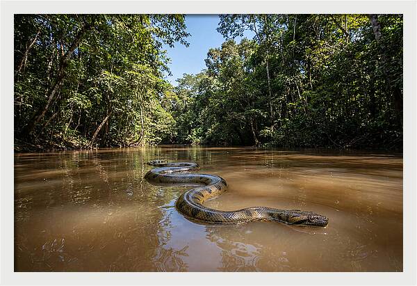 Green Anaconda Gliding Through Water