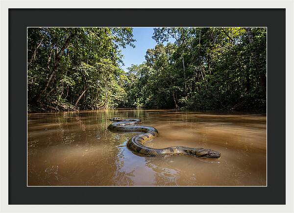 Green Anaconda Gliding Through Water