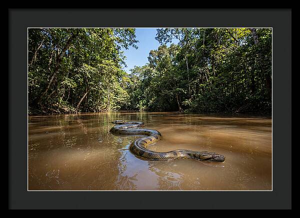 Green Anaconda Gliding Through Water