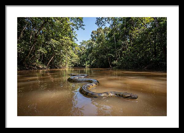 Green Anaconda Gliding Through Water