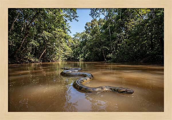 Green Anaconda Gliding Through Water