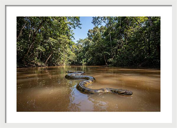 Green Anaconda Gliding Through Water