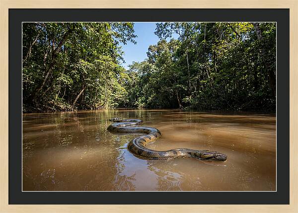 Green Anaconda Gliding Through Water