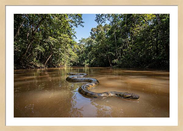 Green Anaconda Gliding Through Water