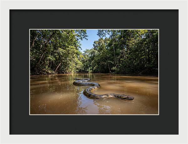 Green Anaconda Gliding Through Water