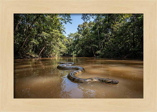 Green Anaconda Gliding Through Water