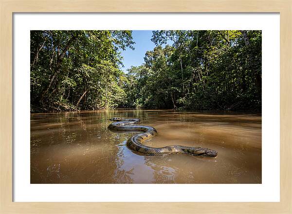 Green Anaconda Gliding Through Water