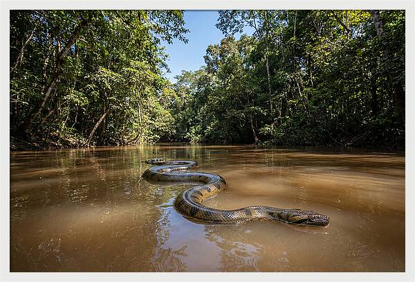 Green Anaconda Gliding Through Water