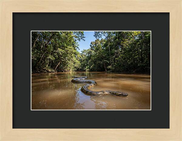Green Anaconda Gliding Through Water