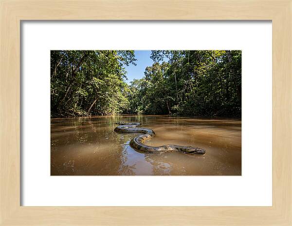Green Anaconda Gliding Through Water