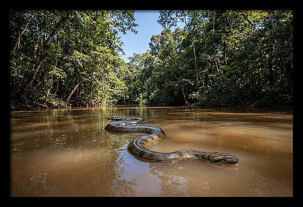 Green Anaconda Gliding Through Water