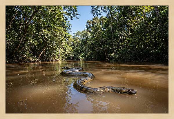 Green Anaconda Gliding Through Water