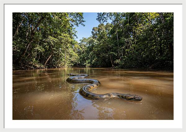 Green Anaconda Gliding Through Water