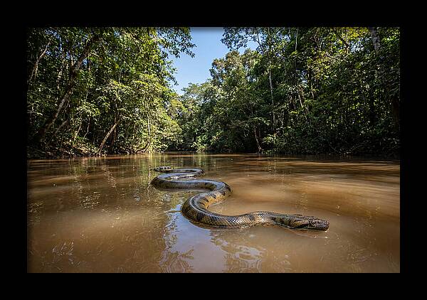 Green Anaconda Gliding Through Water