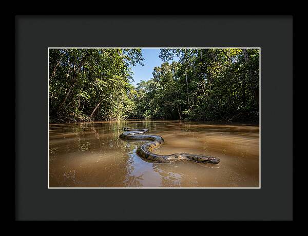 Green Anaconda Gliding Through Water