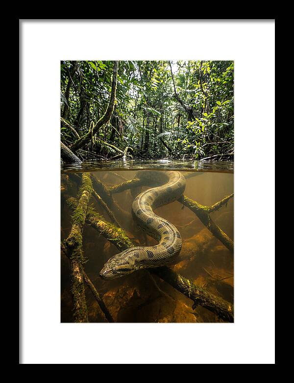 Green Anaconda Swimming