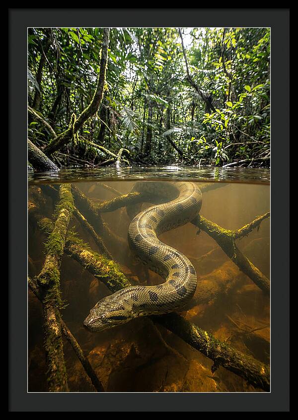 Green Anaconda Swimming