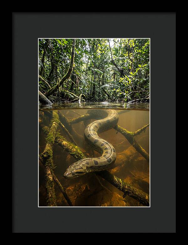 Green Anaconda Swimming
