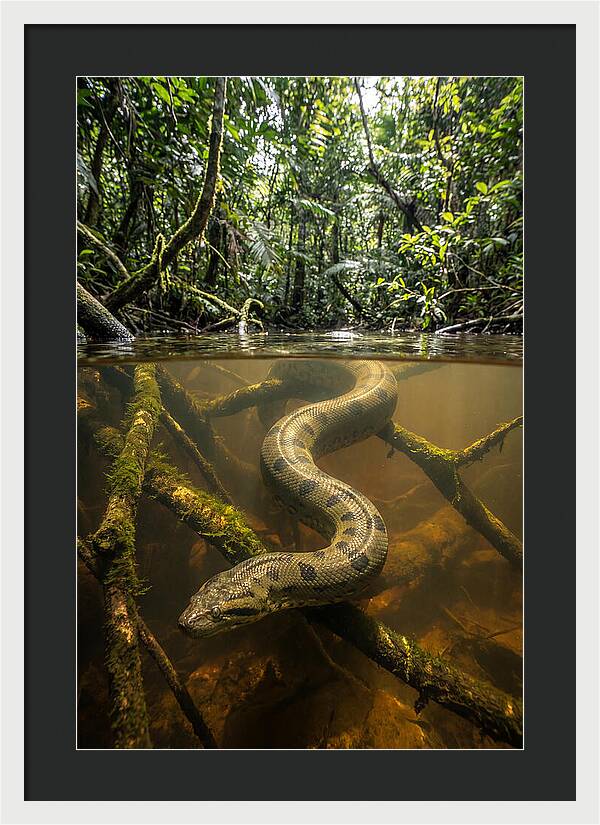 Green Anaconda Swimming