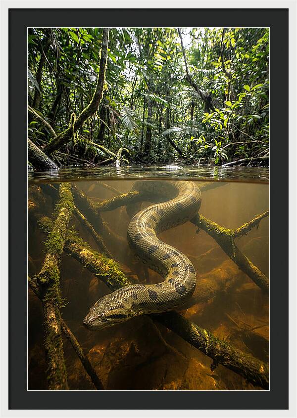 Green Anaconda Swimming