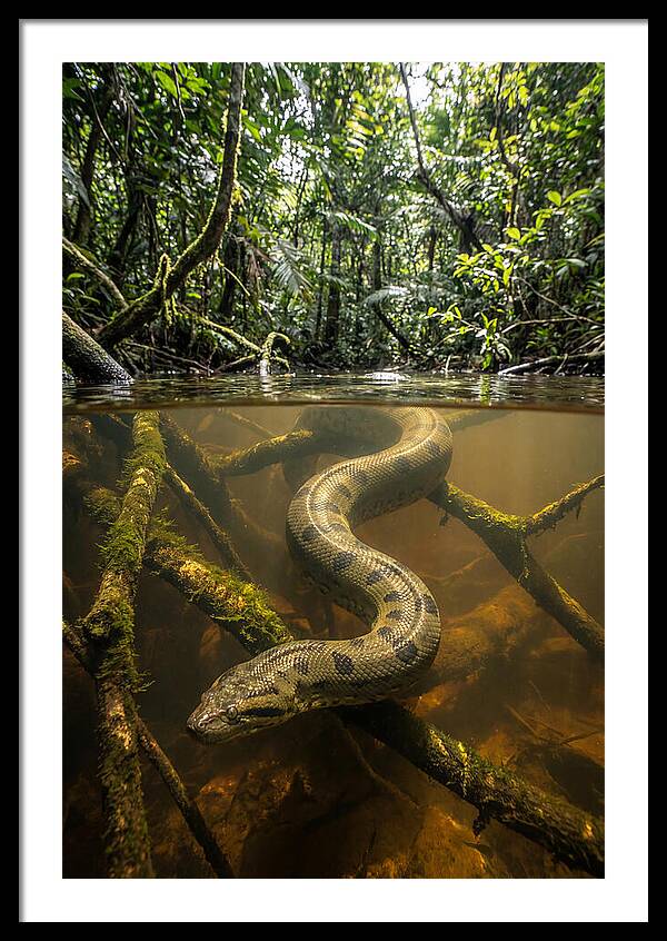Green Anaconda Swimming