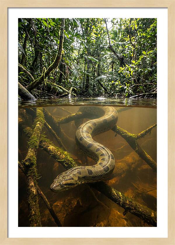 Green Anaconda Swimming