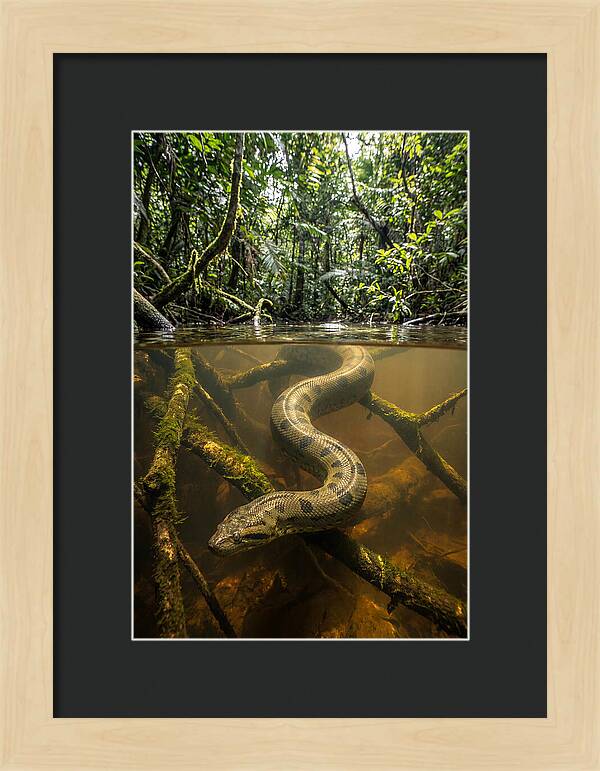 Green Anaconda Swimming