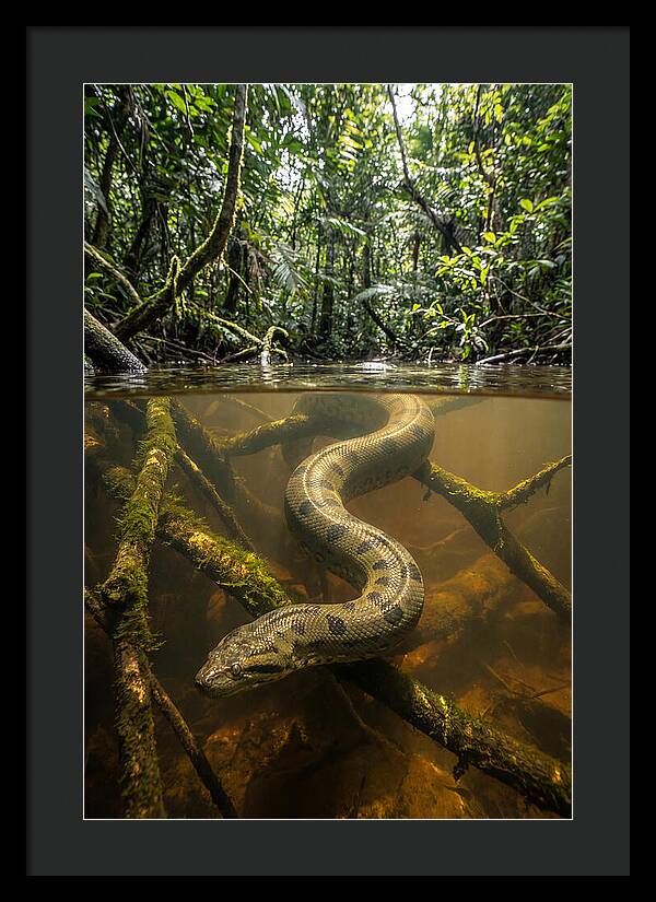 Green Anaconda Swimming