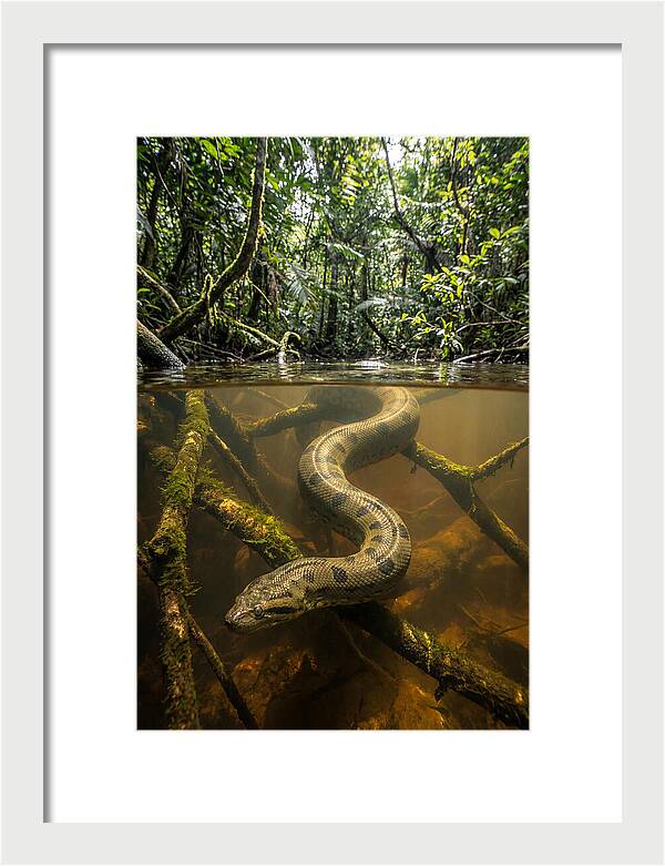 Green Anaconda Swimming