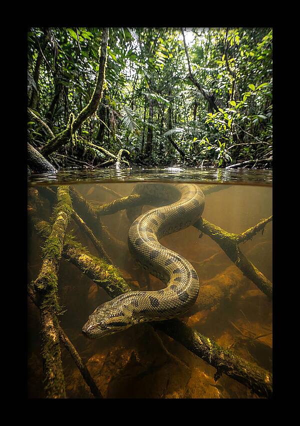 Green Anaconda Swimming