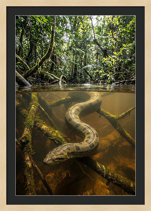 Green Anaconda Swimming