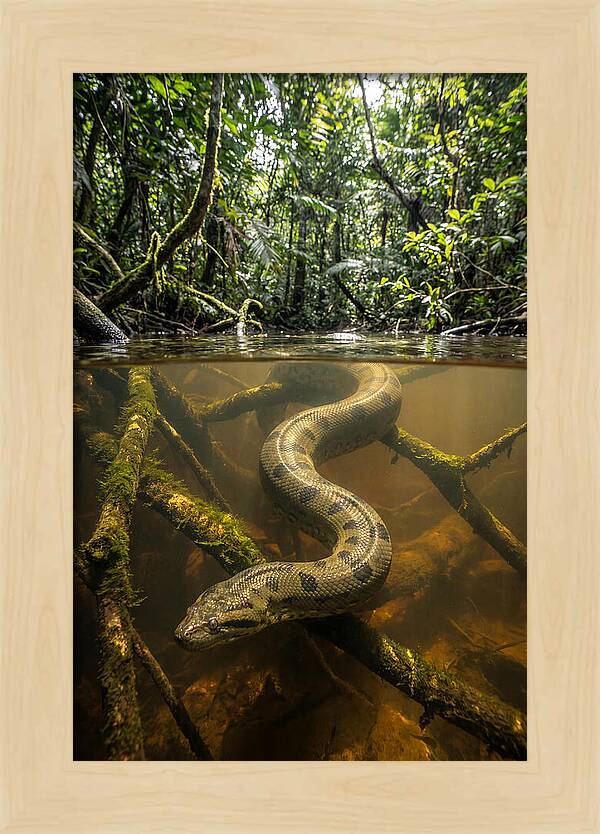 Green Anaconda Swimming