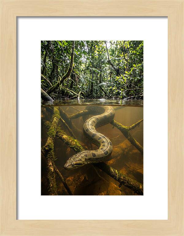 Green Anaconda Swimming
