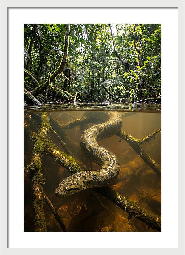 Green Anaconda Swimming