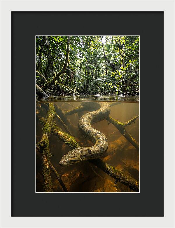 Green Anaconda Swimming
