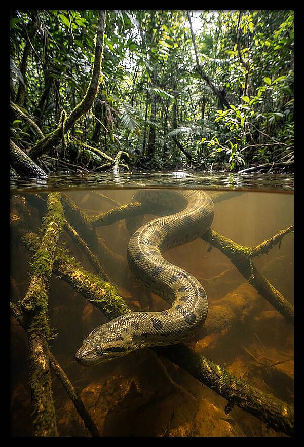 Green Anaconda Swimming