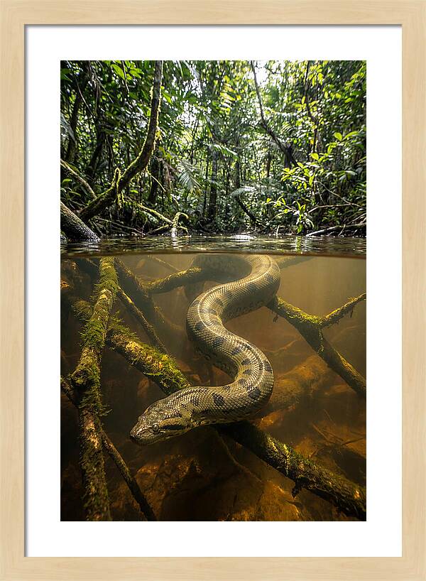 Green Anaconda Swimming