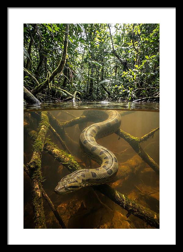 Green Anaconda Swimming